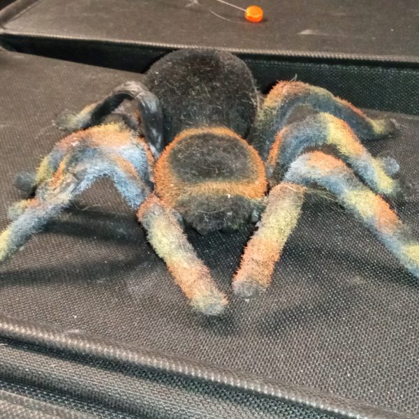 Tarantula